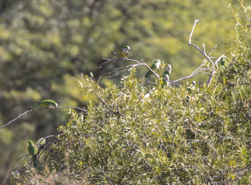 Cliff Parakeet (Myiopsitta luchsi), photo 6