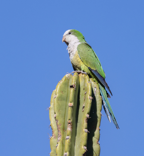 Cliff Parakeet (Myiopsitta luchsi), photo 8