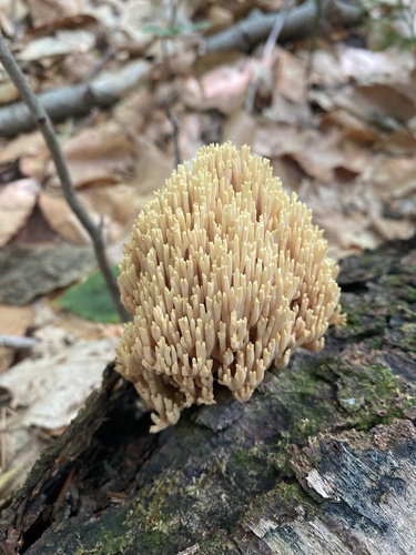 Upright Coral Fungus