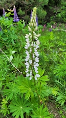 Lupinus polyphyllus