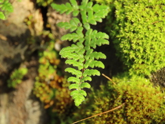 Cheilanthes hypoleuca