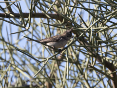 Lophospingus griseocristatus
