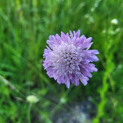 Knautia arvensis