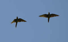 Thectocercus acuticaudatus