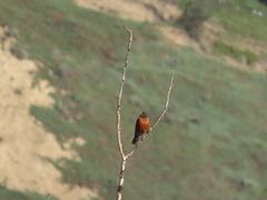 Turdus migratorius propinquus