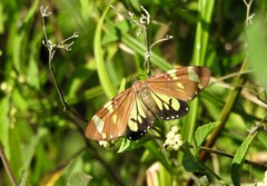Phaloe cruenta