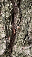 Rilaena triangularis