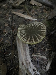 Xerocomellus rainisiae