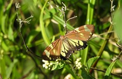 Phaloe cruenta