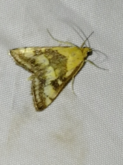 Pyrausta ostrinalis