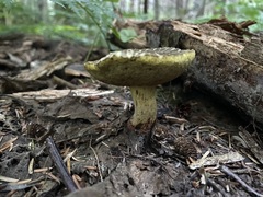 Xerocomellus rainisiae