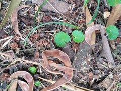 Hydrocotyle bonplandii