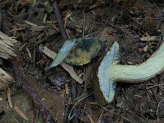 Xerocomellus rainisiae