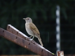 Turdus leucomelas