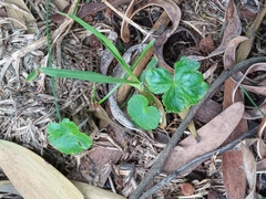 Hydrocotyle bonplandii