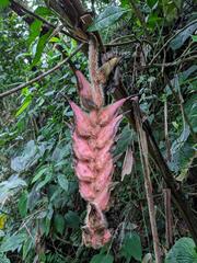 Heliconia danielsiana