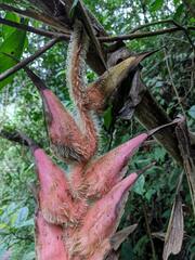 Heliconia danielsiana
