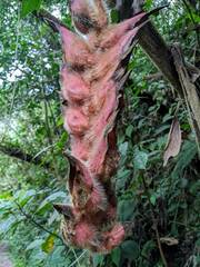 Heliconia danielsiana