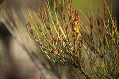 Allocasuarina paludosa