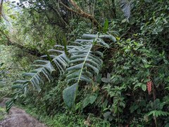Heliconia danielsiana
