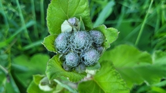 Arctium tomentosum