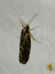 Plectrocnemia conspersa
