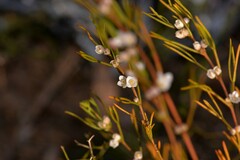 Cyanothamnus ramosus