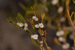 Cyanothamnus ramosus