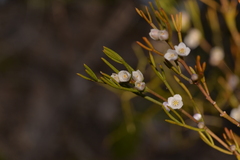 Cyanothamnus ramosus