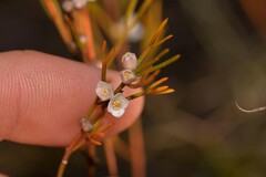 Cyanothamnus ramosus