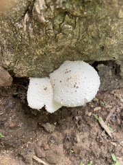 Leucocoprinus