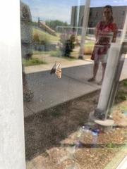 Libytheana carinenta