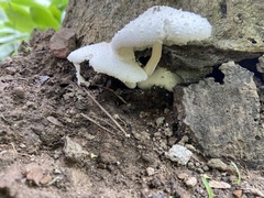 Leucocoprinus
