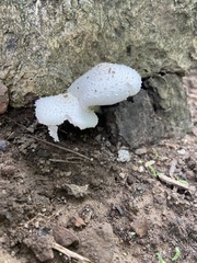Leucocoprinus