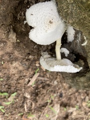 Leucocoprinus