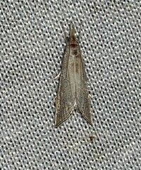 Haimbachia placidellus