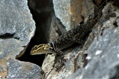 Sceloporus cyanogenys