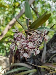 Epidendrum marmoratum