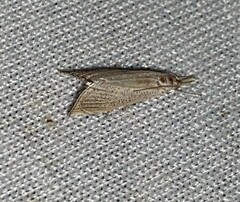 Haimbachia placidellus