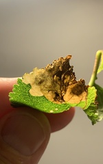 Orchestes pallicornis