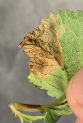 Orchestes pallicornis