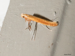 Caloptilia invariabilis