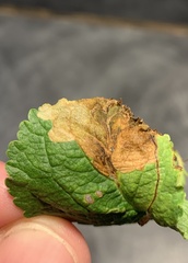 Orchestes pallicornis