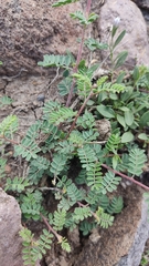 Dalea lutea