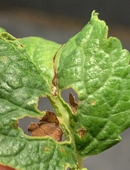 Orchestes pallicornis