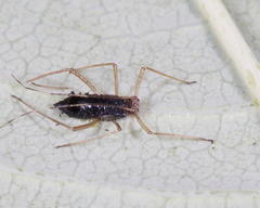 Calaphidina