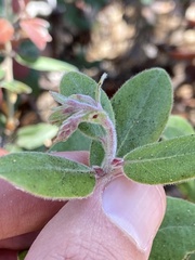 Arctostaphylos pumila