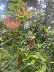 Gloriosa superba image