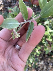 Arctostaphylos pumila