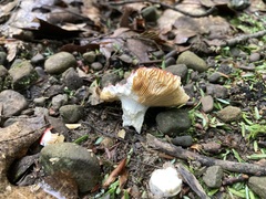 Russula